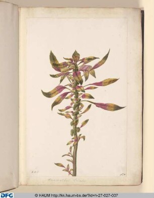 Amaranthus; tricolor.