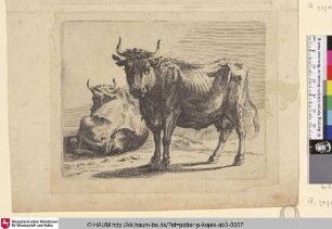 [Stehende Kuh dem Betrachter zugewandt, dahinter eine abgewandte liegende Kuh; A Cow Standing and Another Lying Down]