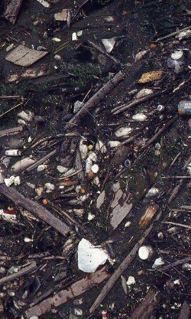 Verschmutztes Gewässer (tote Fische), ohne Ort