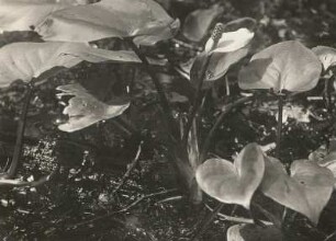 Drachenwurz : Drachenwurz (Calla palustris), auch Sumpf-Calla, Sumpfkalla, Schlangenwurz