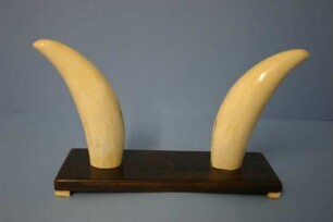 Wal-Zahn (zwei Pottwalzähne als Halter)