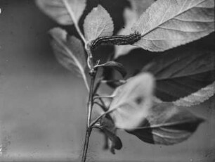 Ringelspinner : Raupe des Ringelspinners (Malacosoma neustria Linnaeus).