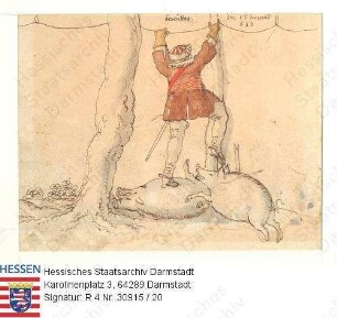Jagd, Niddaer Sauhatz / Bild 20: Bereiter steigt über erlegte Sau / Bereiter [Johann Schott] von hinten auf totem Wildschwein stehend, vor einem angreifenden Wildschwein flüchtend
