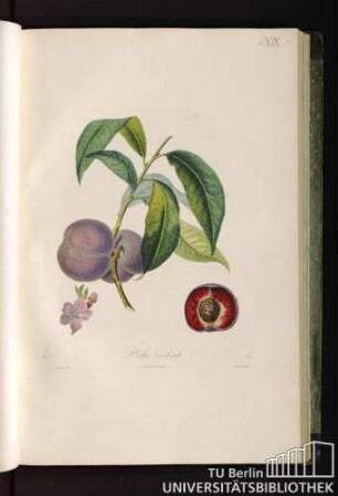 Pl. XIX. Pêche cardinale.