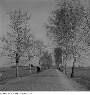 Birkenallee Richtung Grimma
