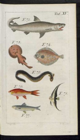 Taf. XV. F. 72. - F. 78.