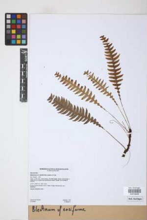 Blechnum ensiforme (Liebm.) C. Chr.