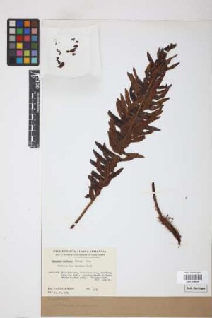 Blechnum inflexum (Kunze) Kuhn