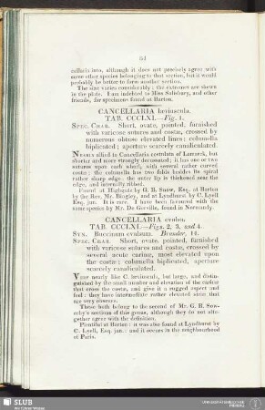 Cancellaria laeviuscula. Tab. CCCL XI. - Fig. 1