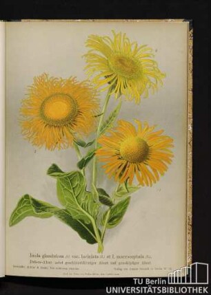Inula glandulosa (1.) var. laciniata (2.) et I. macrocephala (3.). Drüsen-Alant nebst geschlitztblättriger Abart und großköpfiger Alant.