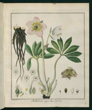 8r, Helleborus niger humilifolius