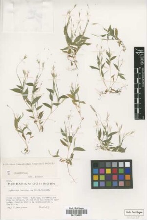 Arthraxon lancifolius (Trin.) Hochst.