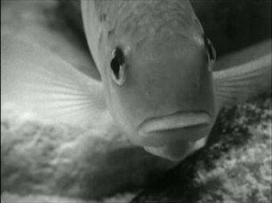 Tilapia multifasciata (Cichlidae) - Brutpflege