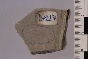 Termite (Isoptera)