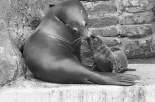 Nachwuchs bei den Seelöwen im Karlsruher Zoo