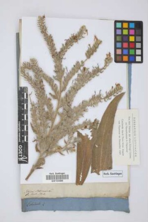 Echium italicum L.