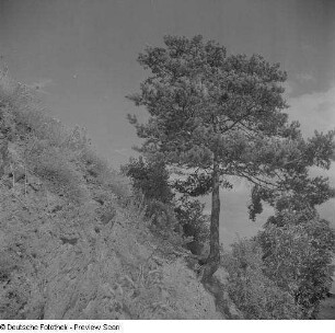 An einem Hang stehende Kiefer