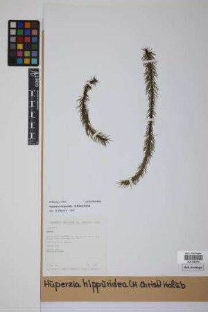 Phlegmariurus hippurideus (H. Christ) comb. ined.