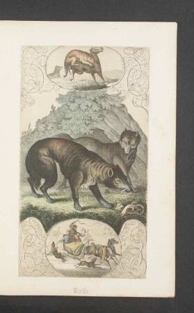 Tafel: Wölfe.
