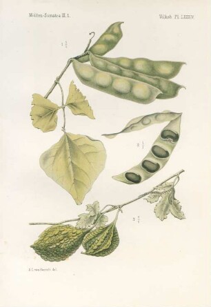 Pl. LXXXIV
