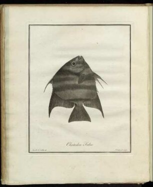 Chætodon Faber.