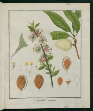 4r, Amygdalus communis