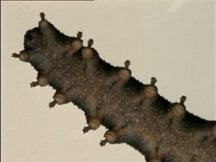 Morphology and Habits of Onychophorans
