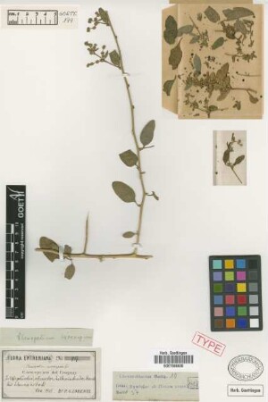 Chenopodium exocarpum Griseb. [syntype]