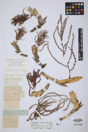Morenia corallina H.Karst.