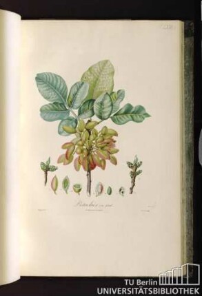 Pl. LXIIIb. Pistachier en fruit.