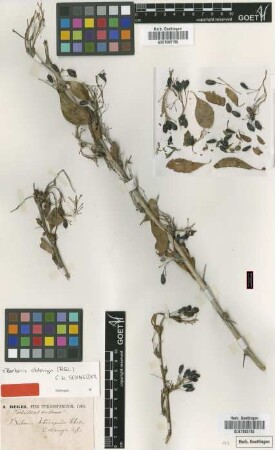 Berberis heteropoda Schrenk var. Regel oblong[type]