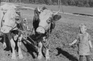 Kind eines Kleinbauern neben einem Ochsengespann während der Arbeit auf dem Feld : Kind eines Kleinbauern neben einem Ochsengespann während der Arbeit auf dem Feld