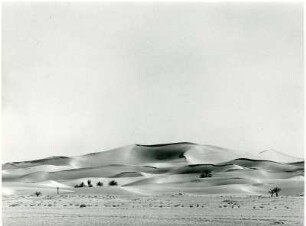 Palmen in den Dünen bei Quargla : Die Palmen bei der algerischen Stadt Quargla drohen durch die Dünen der Sahara verschüttet zu werden.