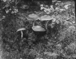Butter-Rüblinge : Butter- oder Kastanienrote Rüblinge (Rhodocollybia butyracea Bulliard).