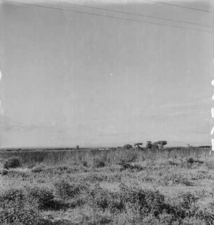 Steppe von Dodoma : Blick über die Steppe bei Dodoma