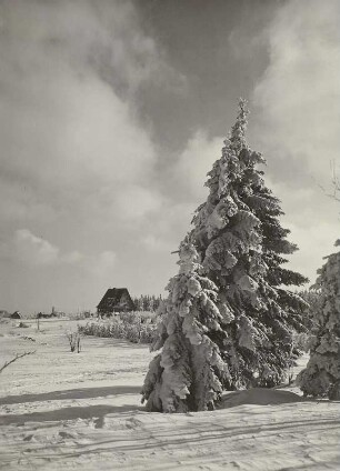 Am Waldrand bei Georgenfeld