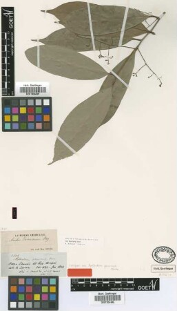 Aydendron panurense Meissn. [isotype]