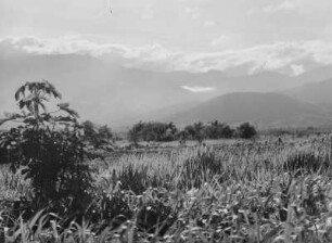 Plantage : Eine Plantage in der Nähe der Uluguru-Berge.