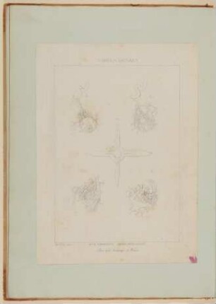 Der menschliche Augapfel mit Muskeln und Blutgefäßen [Vorzeichnung zu Samuel Thomas Soemmerring, Abbildungen des menschlichen Auges, Frankfurt am Main 1801, Tafel IV ("linearische" Darstellung)]