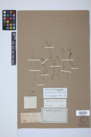 Apteria setacea Nutt.