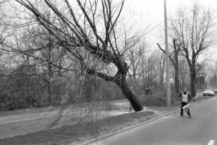 Bau des 2. Teilabschnitts der Südtangente zwischen Ettlinger Allee und Killisfeld (östliche Südtangente). Fällung von 17 Zuckerahornbäumen im Kreuzungsbereich mit der Ettlinger Allee