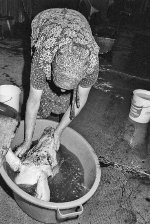Der Schweinekopf wird gewässert
