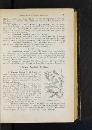 21. Gattung. Vogelfuss. Ornithopus.