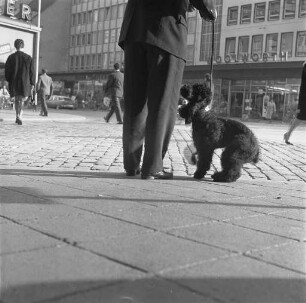 Pudel im Straßenverkehr.