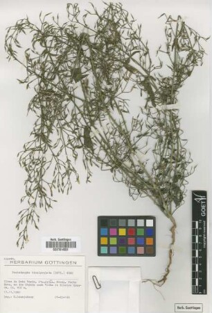 Peristrophe bicalyculata (Retz.) Nees