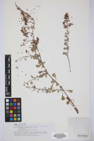 Limonium pectinatum (Ait.) Kuntze