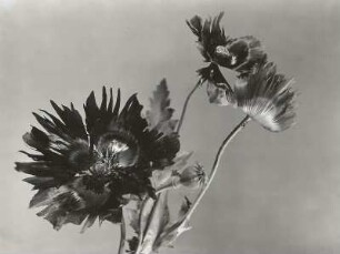 Schlafmohn (Papaver somniferum)