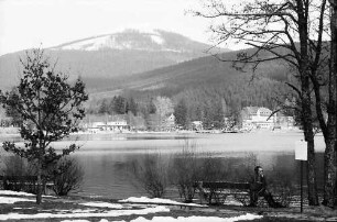 Titisee: Kurpark Titisee; Baum und Wiese vom See; See vom Hochfirst