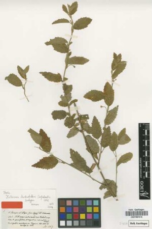 Hibiscus intermedius Hochst.