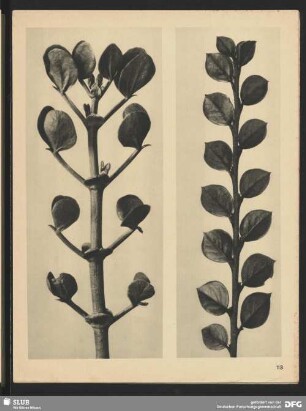 Zygophyllum fabago - Doppelblattpflanze (8mal vergrößert)